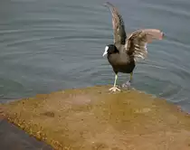  Das Wasser ist noch ein wenig kalt, findet auch dieses Teichhuhn und kommt schnell wieder heraus.
(16.04.2010)