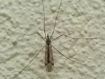 Kohlschnake (Tipula oleracea)  als  Fassadenkletterer ;100515