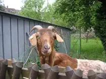 Dieses Bild habe ich in Saarbr�cken Ensheim gemacht. Die Aufnahme war am 15.05.2010.