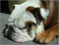 English Bulldog, a sleeping beauty 