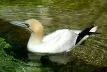 Basst�lpel am 13.06.2009 in Wilhelma/Stuttgart