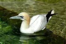 Basst�lpel am 13.06.2009 in Wilhelma/Stuttgart