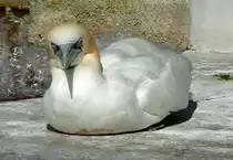 Basst�lpel am 13.06.2009 in Wilhelma/Stuttgart