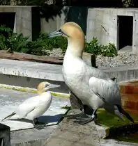 Basst�lpel am 13.06.2009 in Wilhelma/Stuttgart