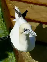 Basst�lpel am 13.06.2009 in Wilhelma/Stuttgart