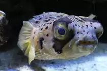 Doppelbacken-Igelfisch oder auch Braunflecken-Igelfisch
(Diodon holocanthus) am 9.2.2010 im Vivarium Karlsruhe.