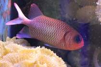 Ein Soldatenfisch der Gattung (Myripristis sp.) am 9.2.2010 im Vivarium Karlsruhe.