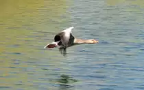 Graugans beim Tiefflug �ber den Z�lpicher See - 17.04.2010