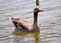 Graugans im Neffelsee bei Z�lpich - 18.05.2010