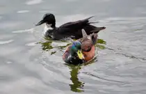 Stockentenpaar im Neffelsee bei Z�lpich - 18.05.2010