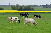 Kuhherde auf der Weide bei Kirchheim - 14.05.2010