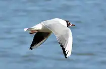 M�we im Flug �ber den Rhein bei Bonn - 07.03.2010