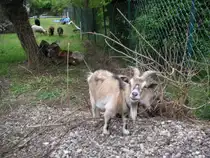 Das Foto zeigt eine Ziege die ich in Saarbr�cken-Ensheim Fotografiert habe. Das Bild wurde am 29.05.2010 gemacht.