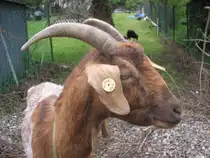 Das Foto zeigt eine Ziege die ich in Saarbr�cken-Ensheim Fotografiert habe. Das Bild wurde am 29.05.2010 gemacht.