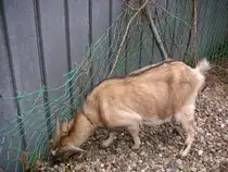 Das Foto zeigt eine Ziege die ich in Saarbr�cken-Ensheim Fotografiert habe. Das Bild wurde am 29.05.2010 gemacht.