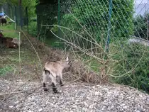 Das Foto zeigt eine Ziege die ich in Saarbr�cken-Ensheim Fotografiert habe. Das Bild wurde am 29.05.2010 gemacht.