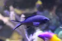 Blaues Schwalbenschw�nzchen (Chromis cyanea) am 9.2.2010 im Vivarium Karlsruhe.