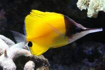 Gelber Masken-Pinzettfisch (Forcipiger flavissimus) am 9.2.2010 im Vivarium Karlsruhe.