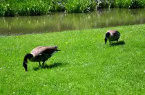 Kanadag�nse im Schlo�park Br�hl - 23.05.2010