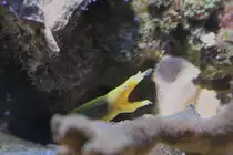 Nasenmur�ne oder Geistermur�ne (Rhinomuraena quaesita) am 9.2.2010 im Vivarium Karlsruhe.