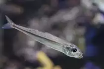 Gro�schuppiger �hrenfisch (Atherina boyeri) am 9.2.2010 im Vivarium Karlsruhe.