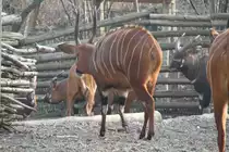 Westliche Sitatunga (Tragelaphus spekii gratus) von Hinten. Zoo Berlin am 10.3.2010.
 
