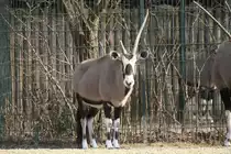 S�dafrikanische Oryxantilope (Oryx gazella gazella) am 10.3.2010 im Zoo Berlin.