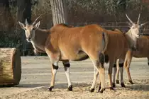 Neugierige Elenantilopen (Taurotragus oryx) am 10.3.2010 im Zoo Berlin.
