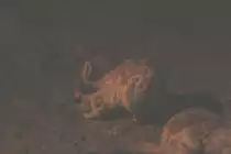 S�dafrikanischer Springhase (Pedetes capensis capensis) am 10.3.2010 im Nachttierhaus des Zoos Berlin.