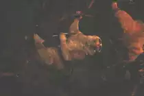 Plumplori (Nycticebus coucang) am 10.3.2010 im Zoo Berlin.
