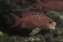 Roter Fahnenbarsch oder Mittelmeer-Fahnenbarsch (Anthias anthias) am 9.2.2010 im Vivarium Karlsruhe.