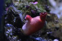 Rote Seescheide (Halocynthia papillosa) am 9.2.2010 im Vivarium Karlsruhe.