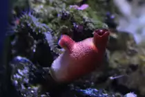 Rote Seescheide (Halocynthia papillosa) am 9.2.2010 im Vivarium Karlsruhe.