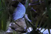 Wei�er Kalkr�hrenwurm (Protula tubularia) am 9.2.2010 im Vivarium Karlsruhe.