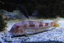 Streifenbarbe (Mullus surmuletus) am 9.2.2010 im Vivarium Karlsruhe.