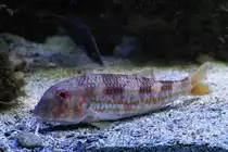 Streifenbarbe (Mullus surmuletus) am 9.2.2010 im Vivarium Karlsruhe.