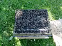 Bienenschwarm auf  Eigenbau -Beute