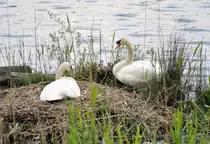 Schwanenpaar br�tet und bewacht ihr Nest am Neffelsee bei Z�lpich - 18.05.2010