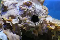 Diademseeigel am 9.2.2010 im Vivarium Karlsruhe.