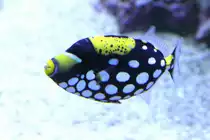 Leopard-Dr�ckerfisch (Balistoides conspicillum) am 9.2.2010 im Vivarium Karlsruhe.