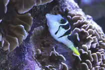 Sattel-Spitzkopfkugelfisch (Canthigaster valentini) am 9.2.2010 im Vivarium Karlsruhe.
