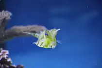 Langhornkofferfisch (Lactoria cornuta) am 9.2.2010 im Vivarium Karlsruhe.