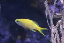 Diadem-Fahnenbarsch (Pseudanthias parvirostris) am 9.2.2010 im Vivarium Karlsruhe.