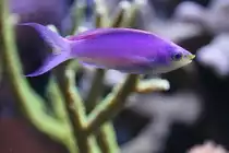 Purpur Fahnenbarsch (Mirolabrichthys tuka) am 9.2.2010 im Vivarium Karlsruhe.