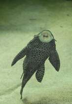 Waben-Schilderwels (Pterygoplichthys gibbiceps) am 9.2.2010 im Vivarium Karlsruhe.