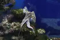 Gew�hnliche Krake (Octopus vulgaris) am 9.2.2010 im Vivarium Karlsruhe.