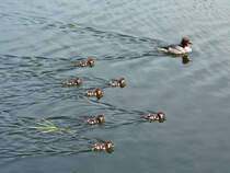 Gnsesger (Mergus merganser) -Weibchen mit sieben Kken auf dem Elbe-Lbeck-Kanal; 29.05.2010
