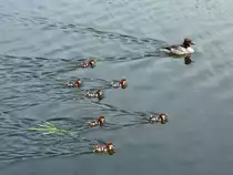 G�nses�ger (Mergus merganser) -Weibchen mit sieben K�ken auf dem Elbe-L�beck-Kanal; 29.05.2010
