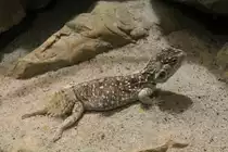 Taylors Stachelschwanzagame oder auch Biberschwanzagame (Xenagama taylori) am 9.2.2010 im Vivarium Karlsruhe.