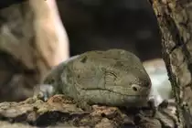 Wickelskink oder auch Wickelschwanz-Skink (Corucia zebrata) am 9.2.2010 im Vivarium Karlsruhe.